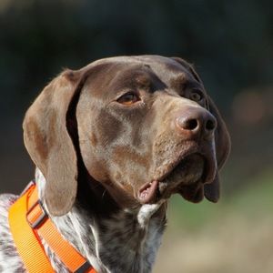 Meet your Posher, Gene